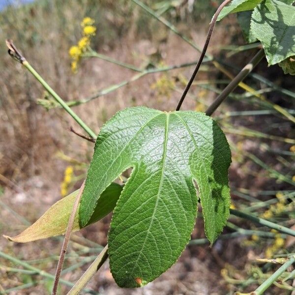 Passiflora manicata Fuelha