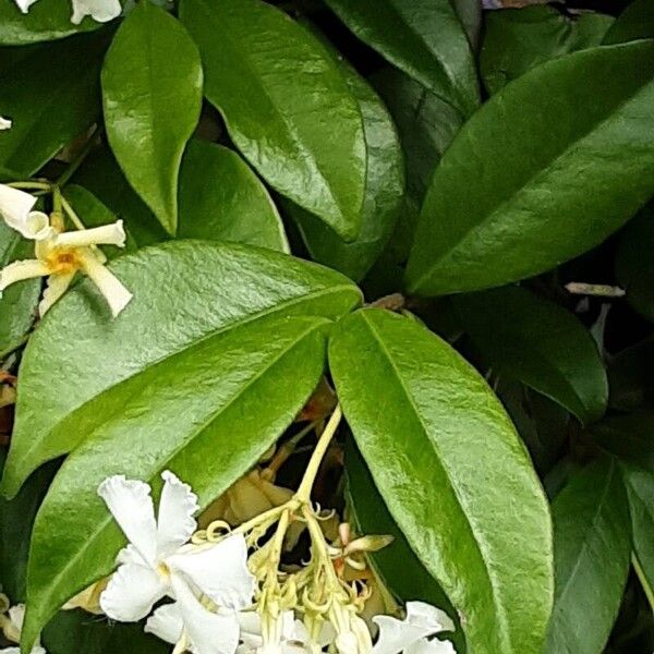 Trachelospermum asiaticum Leaf