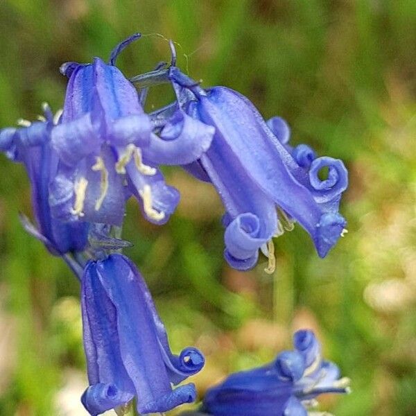 Hyacinthoides non-scripta Flor