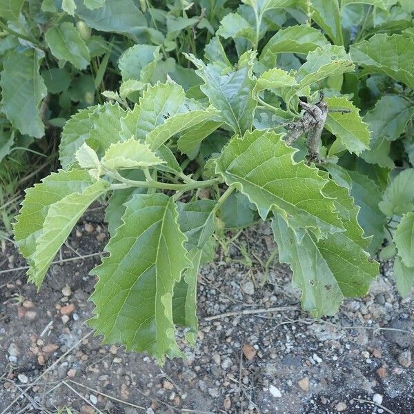 Cordia crenata ᱮᱴᱟᱜ