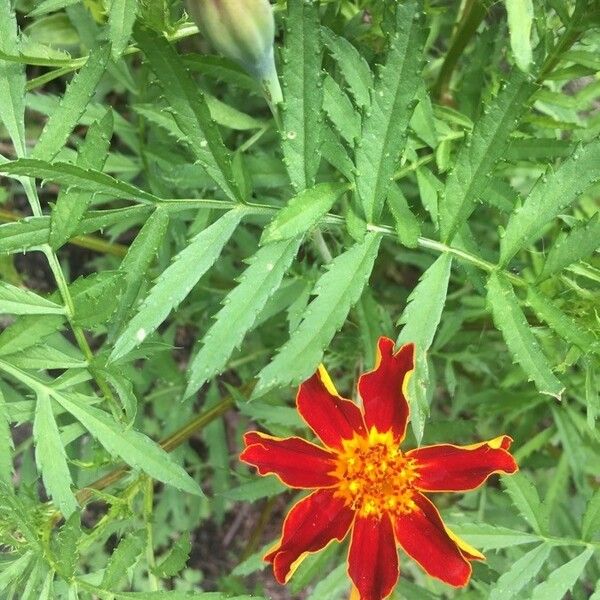 Tagetes patula Flower