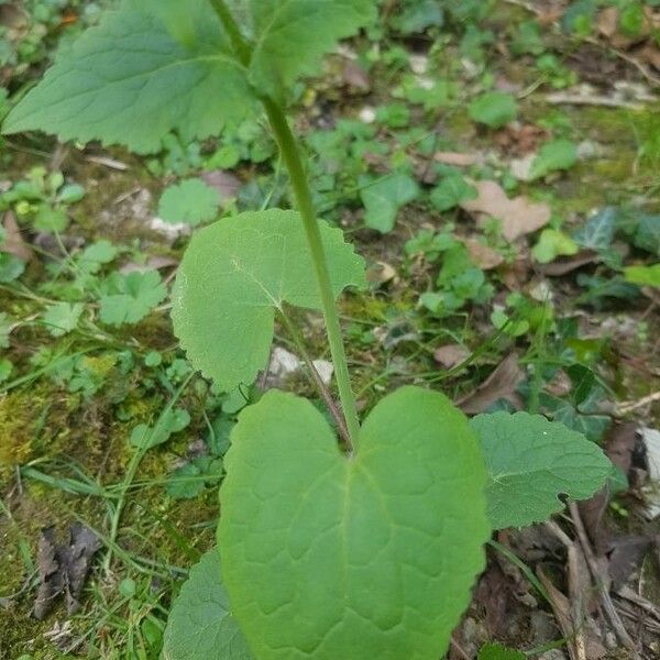 Lunaria annua Leaf