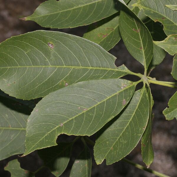 Ceiba aesculifolia برگ