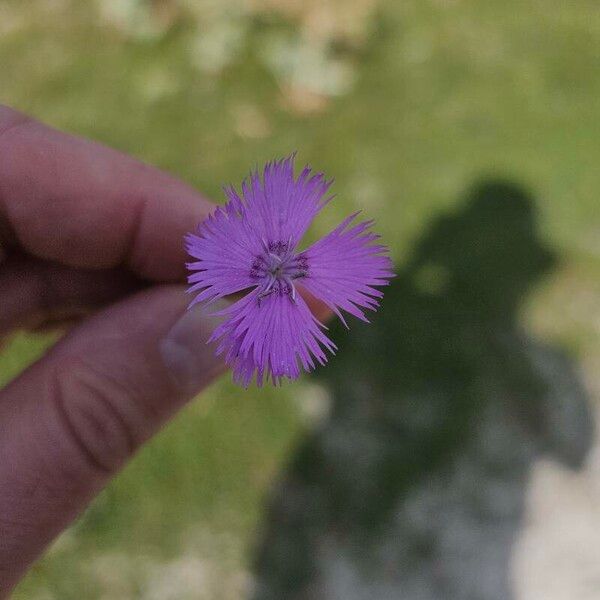 Dianthus hyssopifolius Flower