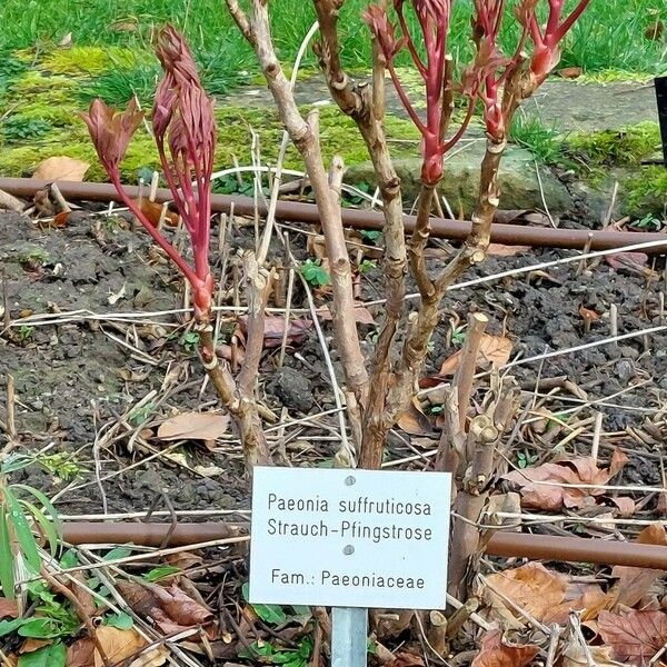 Paeonia × suffruticosa Bark