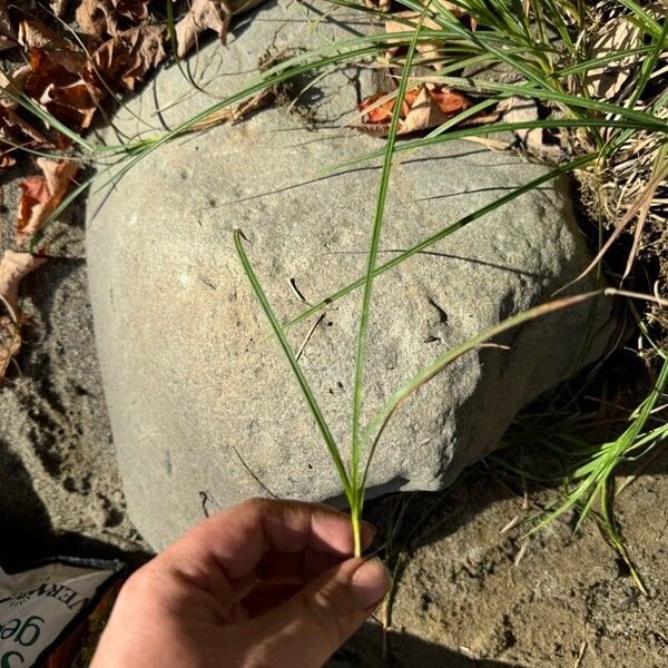 Cyperus rotundus List