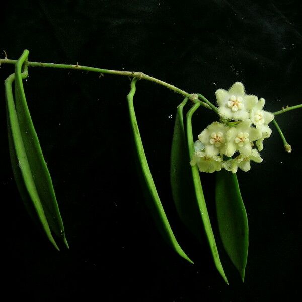 Hoya longifolia Costuma