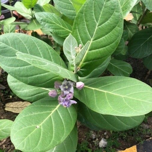 Calotropis gigantea ഇല