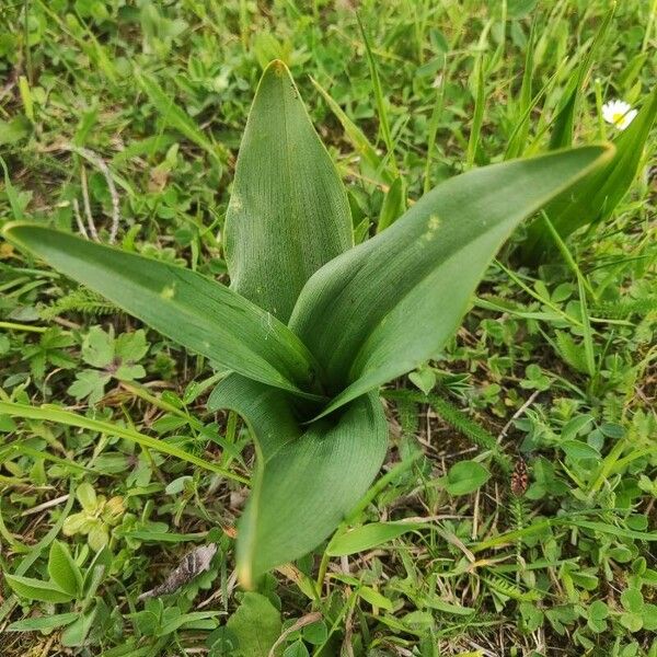 Himantoglossum hircinum Hoja