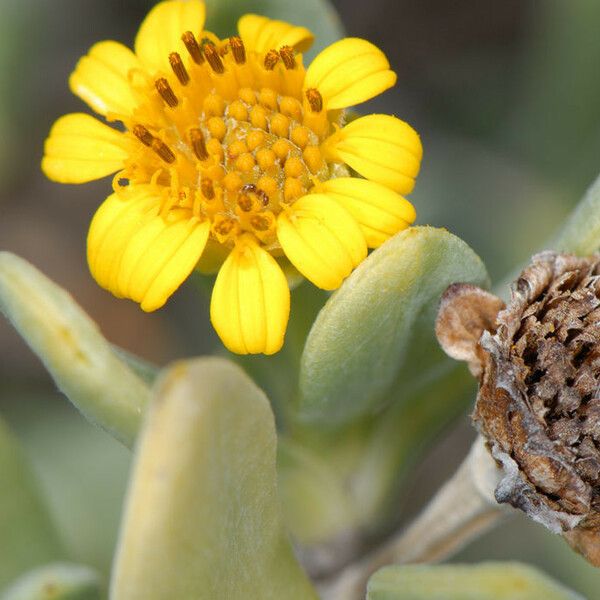 Borrichia arborescens Fleur