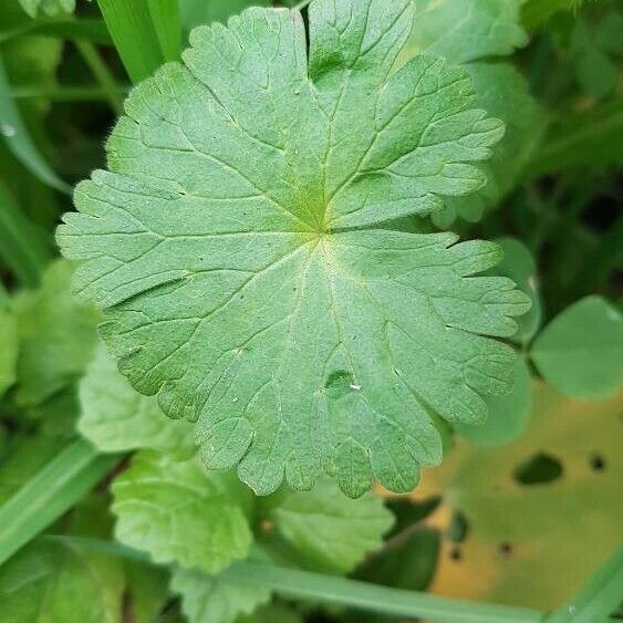 Geranium argenteum Лист