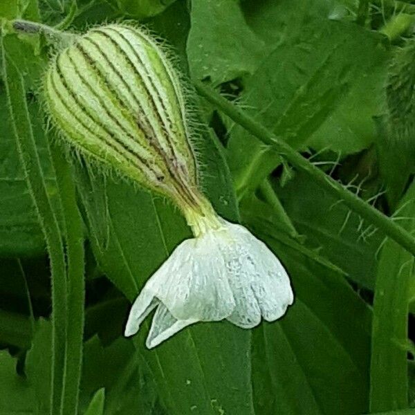 Silene dichotoma Fiore