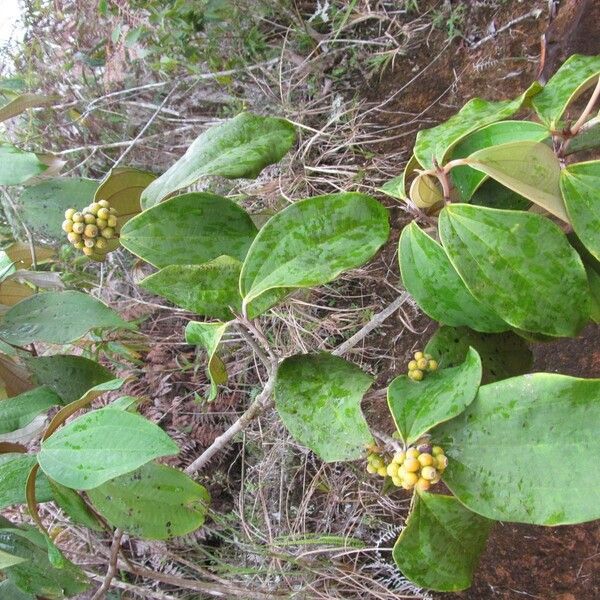 Miconia holosericea