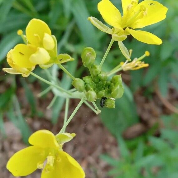 Diplotaxis tenuifolia Žiedas