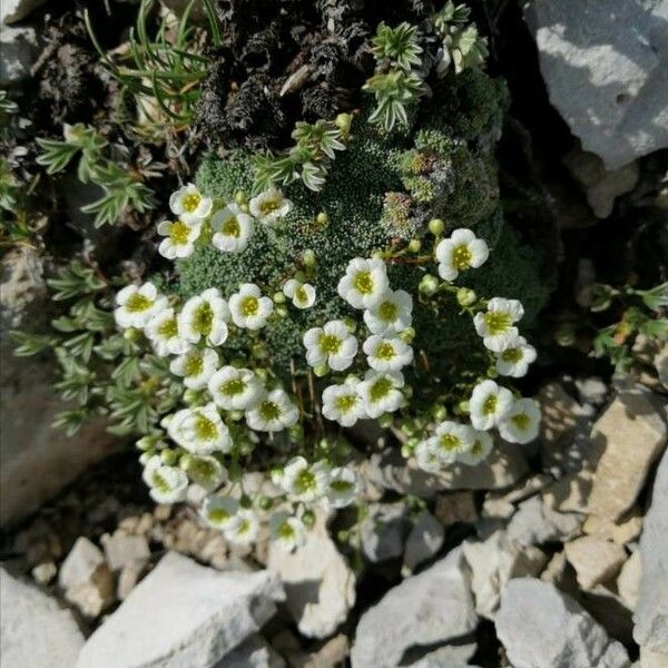 Saxifraga squarrosa Flors