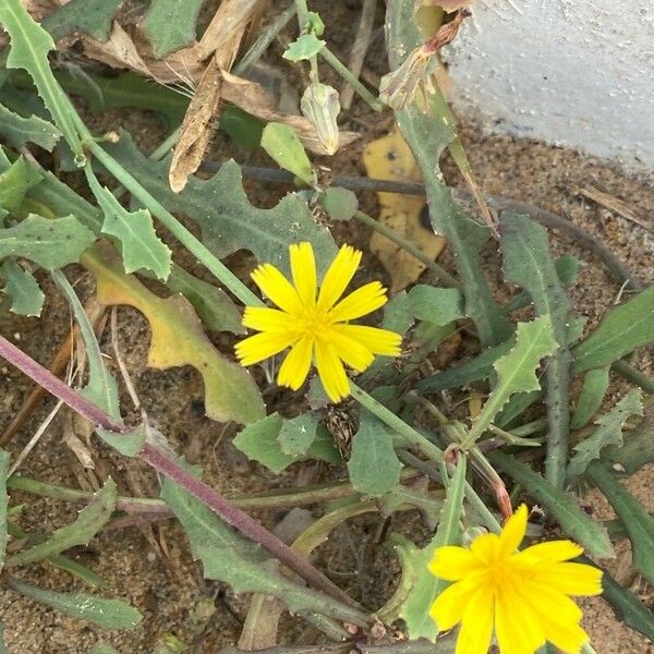 Launaea nudicaulis Flor