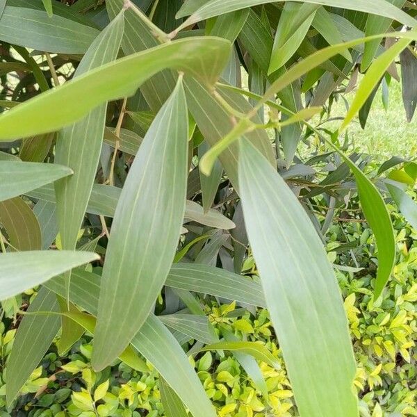 Acacia auriculiformis Folio