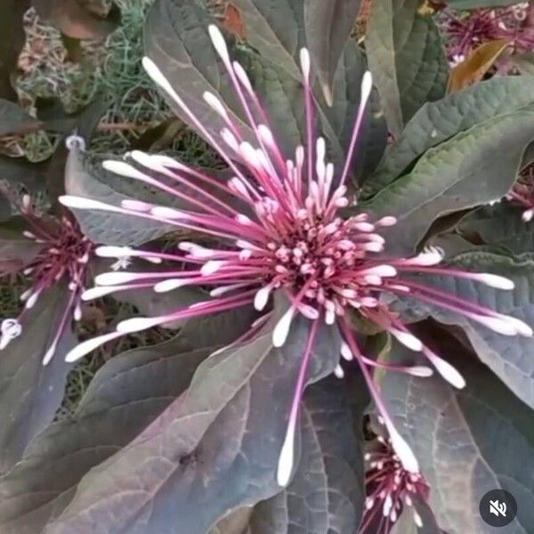 Clerodendrum quadriloculare Lorea