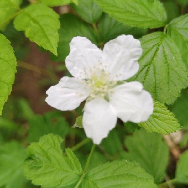 Rubus argutus Flor