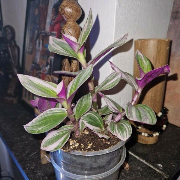 Tradescantia fluminensis Цветок