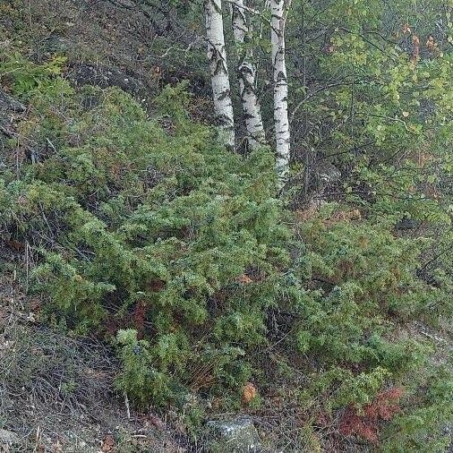 Juniperus communis Hábito