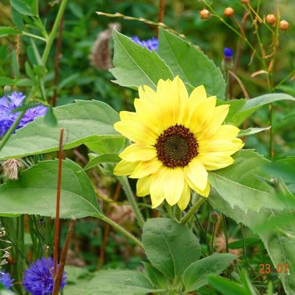 Helianthus debilis Buveinė