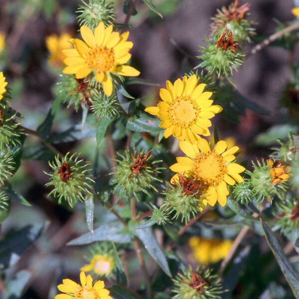 Grindelia integrifolia പുഷ്പം