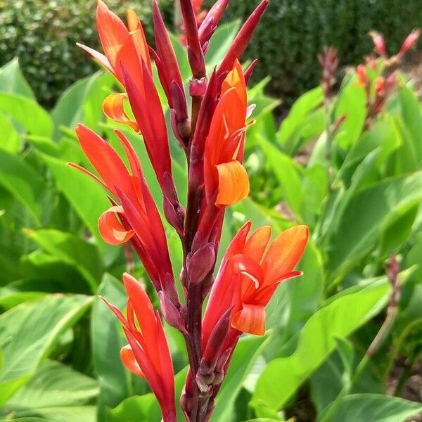 Canna indica 花