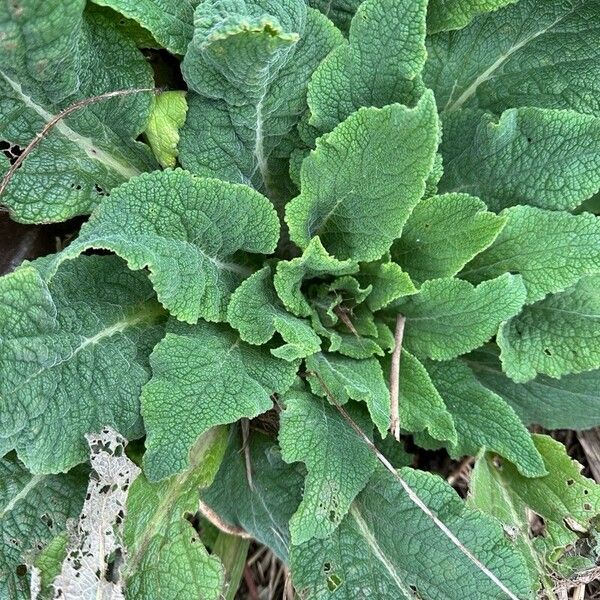 Digitalis purpurea पत्ता