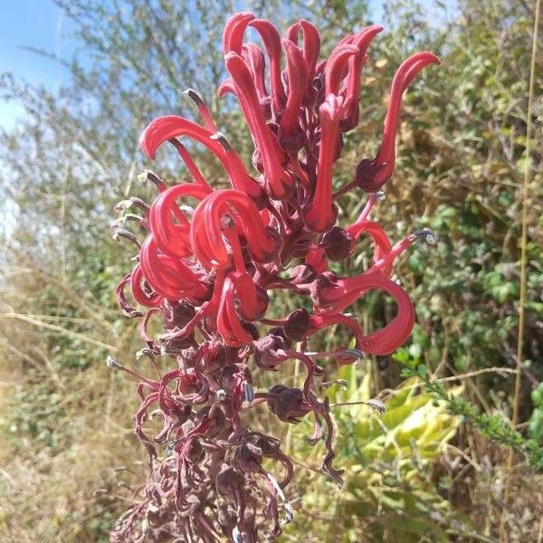 Lobelia tupa Žiedas