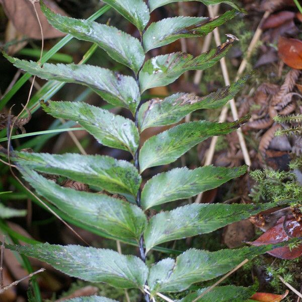 Asplenium nitens পাতা