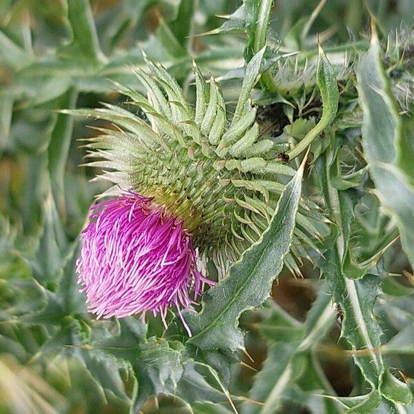 Carduus acanthoides Flor