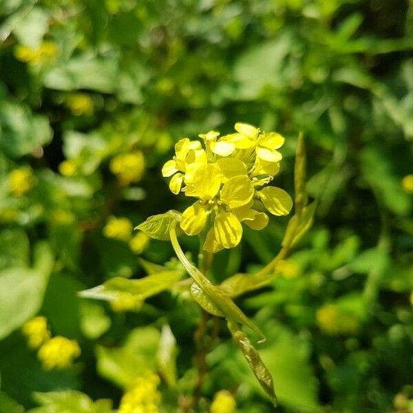 Sinapis arvensis പുഷ്പം