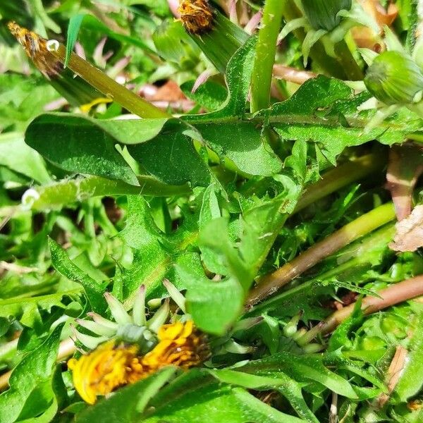 Taraxacum cucullatiforme Foglia