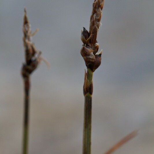 Carex rupestris Inny