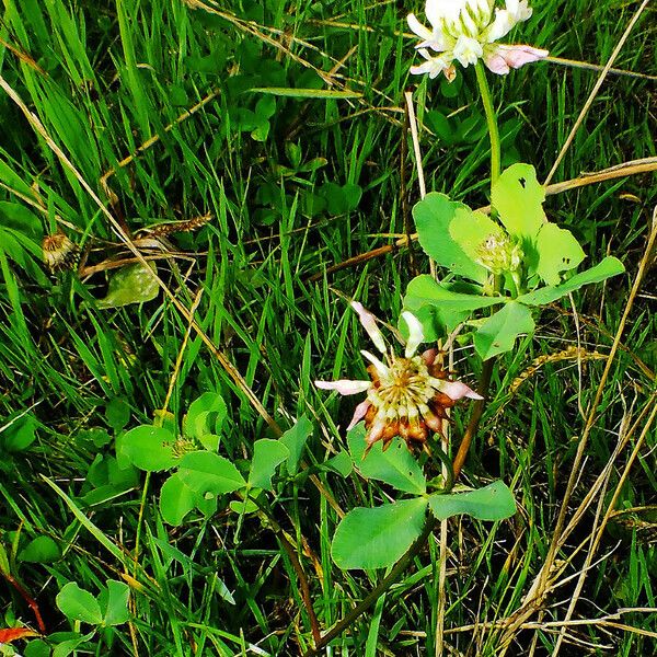 Trifolium hybridum Habit