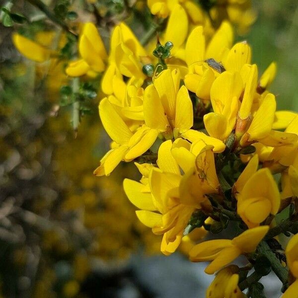 Genista scorpius Flower