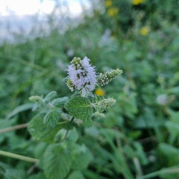 Mentha × rotundifolia 花