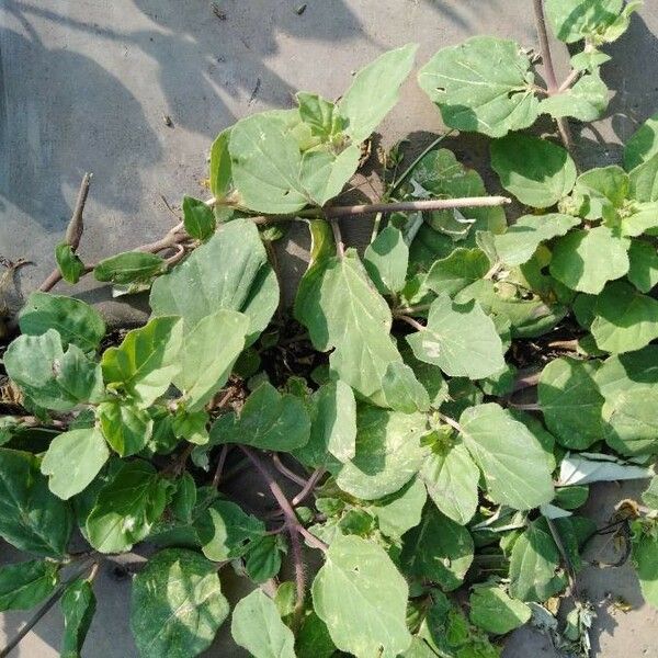 Boerhavia coccinea Leaf