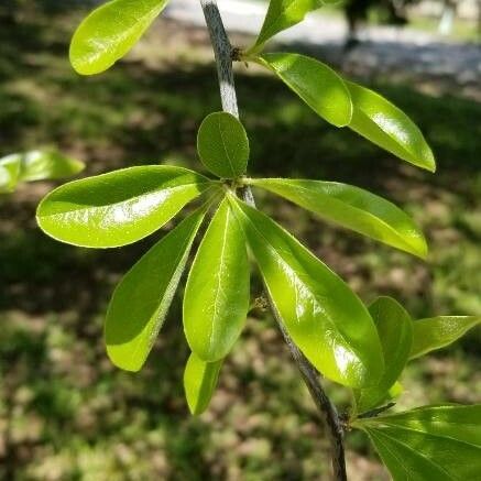 Sideroxylon lanuginosum Blatt