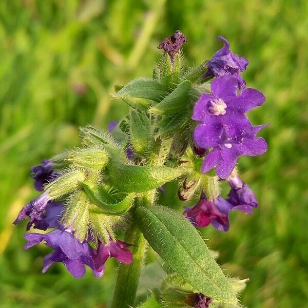 Anchusa officinalis Flower