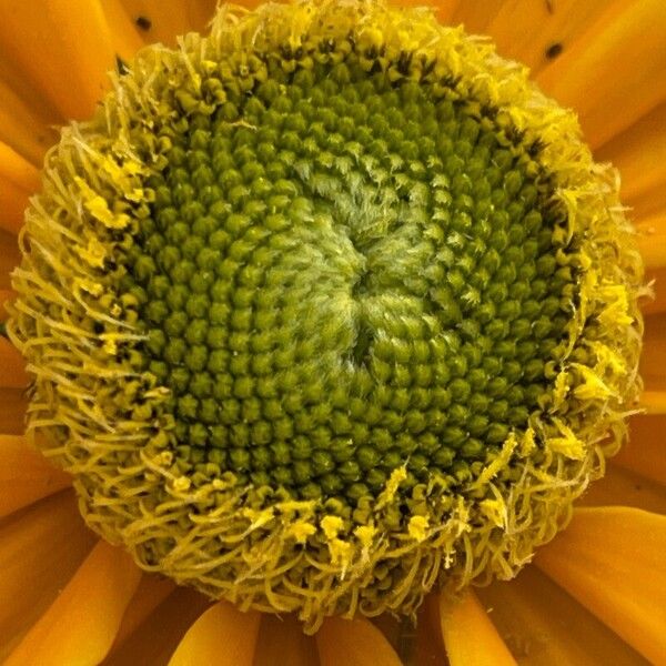 Rudbeckia hirta Flor