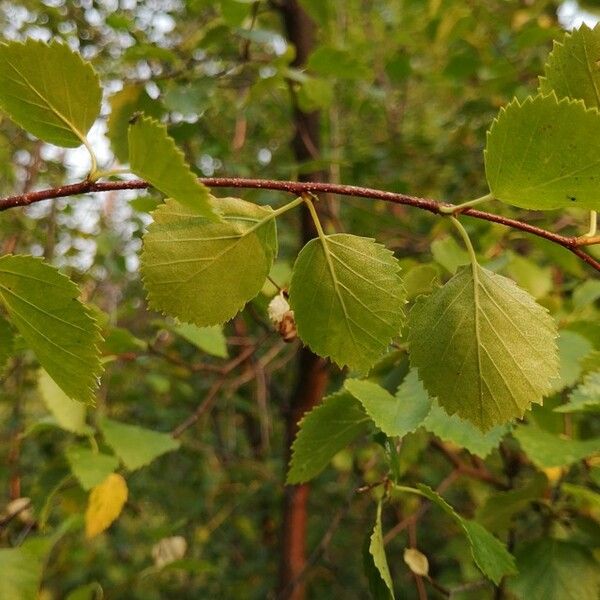 Betula occidentalis Liść