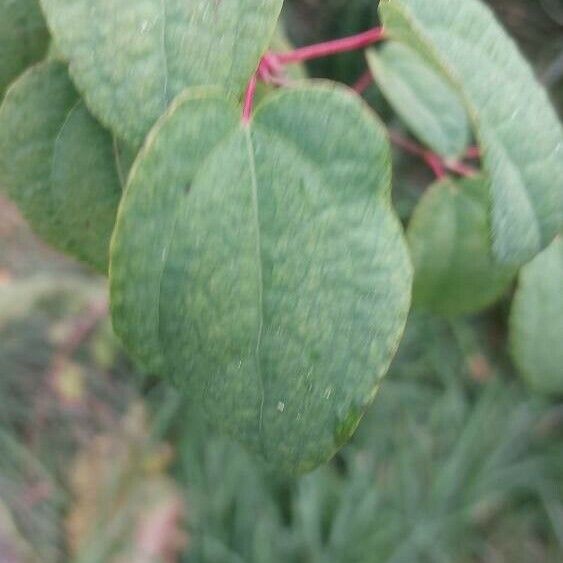 Cercidiphyllum japonicum Blad