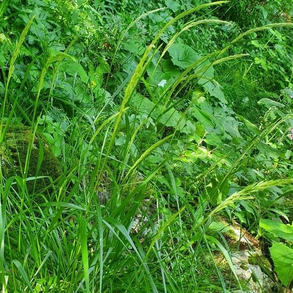 Elymus caninus Buveinė