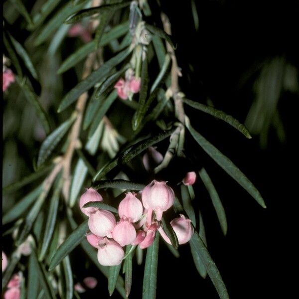 Andromeda polifolia Blodyn