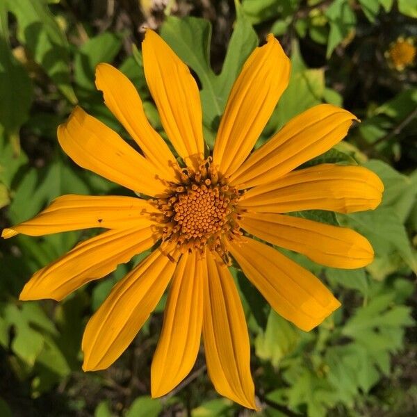 Tithonia diversifolia Flower