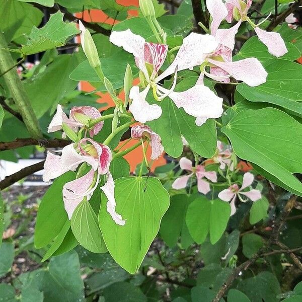 Bauhinia monandra Blüte