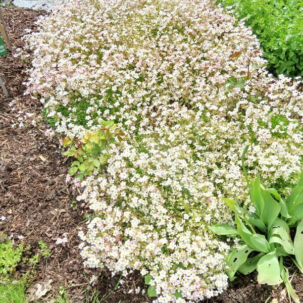 Saxifraga rosacea Plante entière