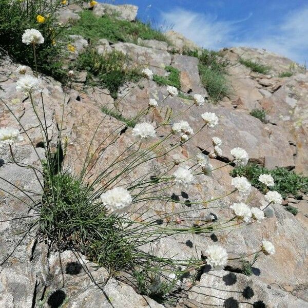 Armeria arenaria Habit